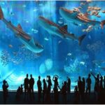 Những địa điểm vui chơi ở hà nội dịp 30/4 hấp dẫn và vui nhộn Vinpearl Aquarium Times City địa điểm vui chơi ở hà nội dịp 30/4