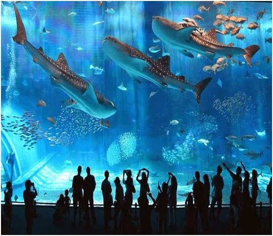 Vinpearl Aquarium Times City địa điểm vui chơi ở hà nội dịp 30/4